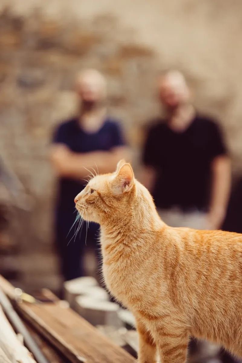 Notre invité surprise Simba